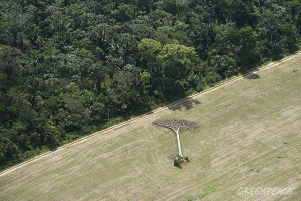 Desmatamento na Amazônia Legal em janeiro foi o maior em 7 anos, alerta Inpe
