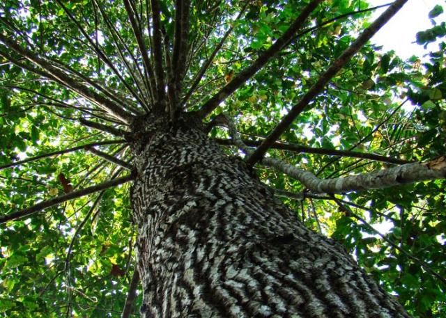 Sequenciamento do genoma da castanheira do Brasil vai acelerar a reprodução da espécie