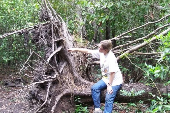 Ventanias causam mortes de árvores na borda sul da floresta amazônica