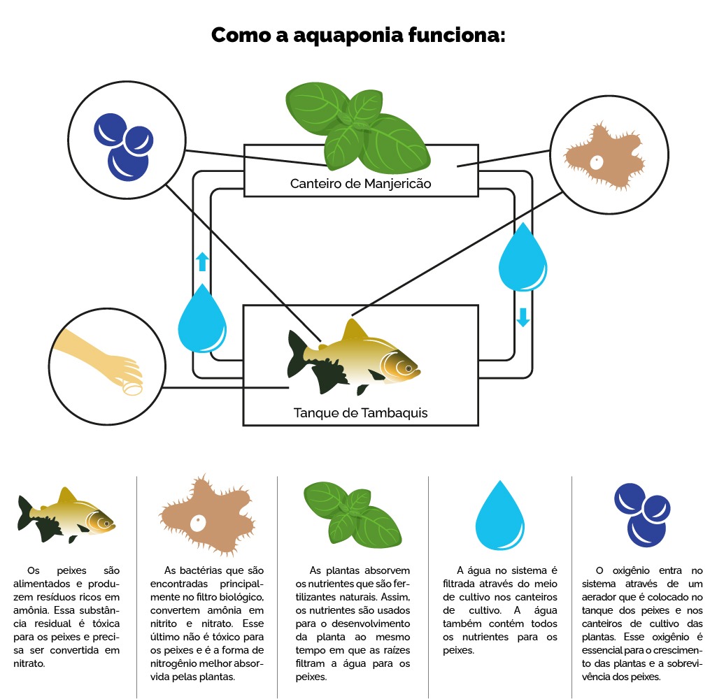Projeto em Humaitá testa eficiência da aquaponia na produção de peixes e verduras