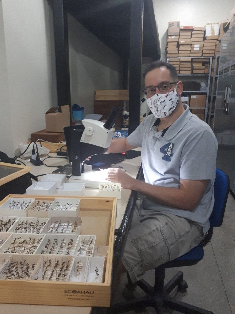 Descobertas na Amazônia: 69 novas espécies de insetos são estudadas pelo Inpa