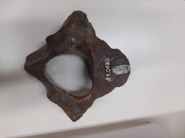 Fósseis de animais amazônicos do Rio Purus são alvo de estudos