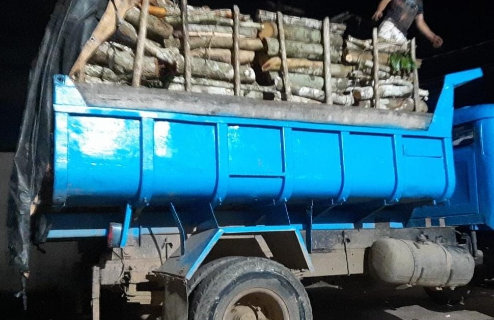 Caminhões são apreendidos com madeira ilegal no Amazonas