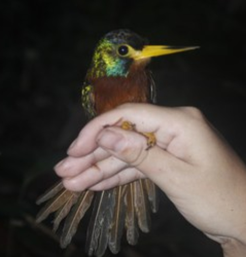Estudo mostra que rios amazônicos influenciam linhagem de aves em terra firme