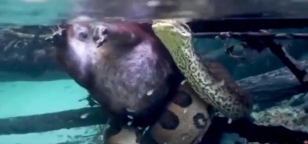 Sucuri de 6 metros é flagrada 'almoçando' capivara em rio; vídeo