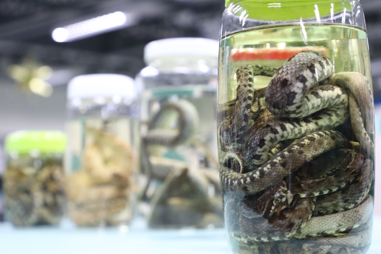 Em 5 meses, Amazonas registra mais de 1.390 acidentes com animais peçonhentos