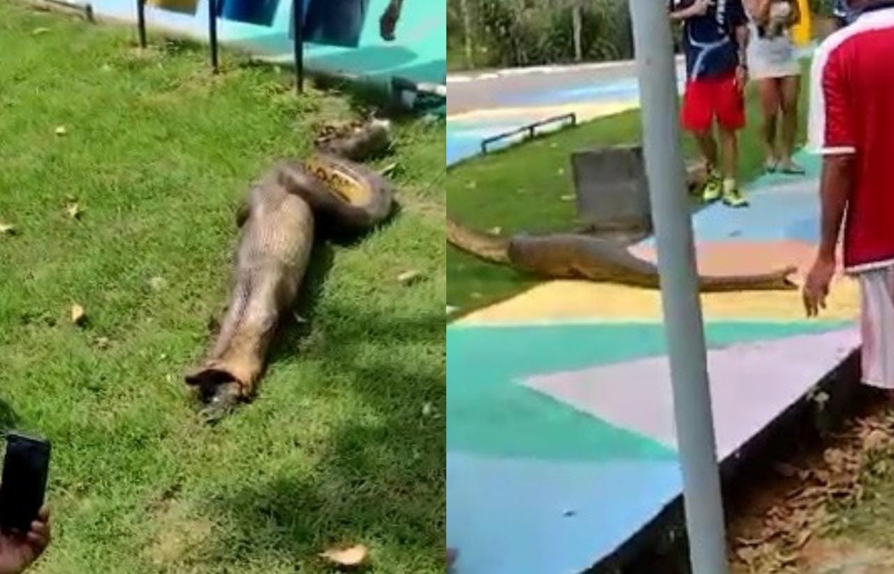 Após 'almoçar' jacaré, sucuri é flagrada regurgitando em praça de Manaus; vídeo