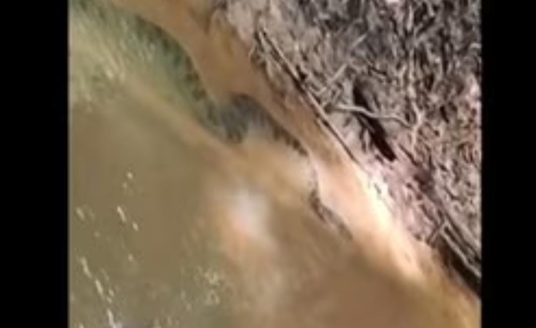 Vídeo: Mulher corre desesperada ao perceber que estava ao lado de sucuri de 5 metros