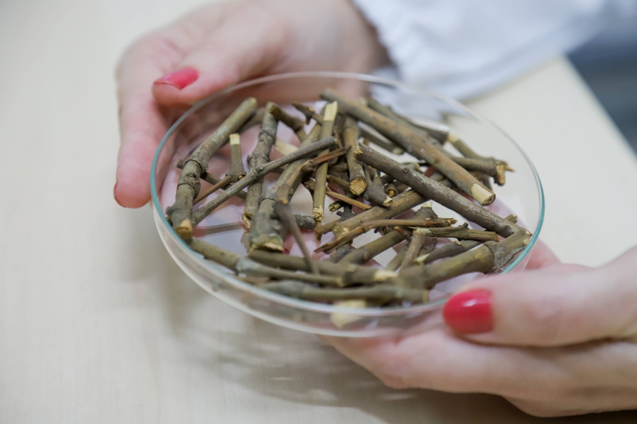 Pesquisa analisa extratos vegetais e fúngicos para composição de remédios contra a Covid