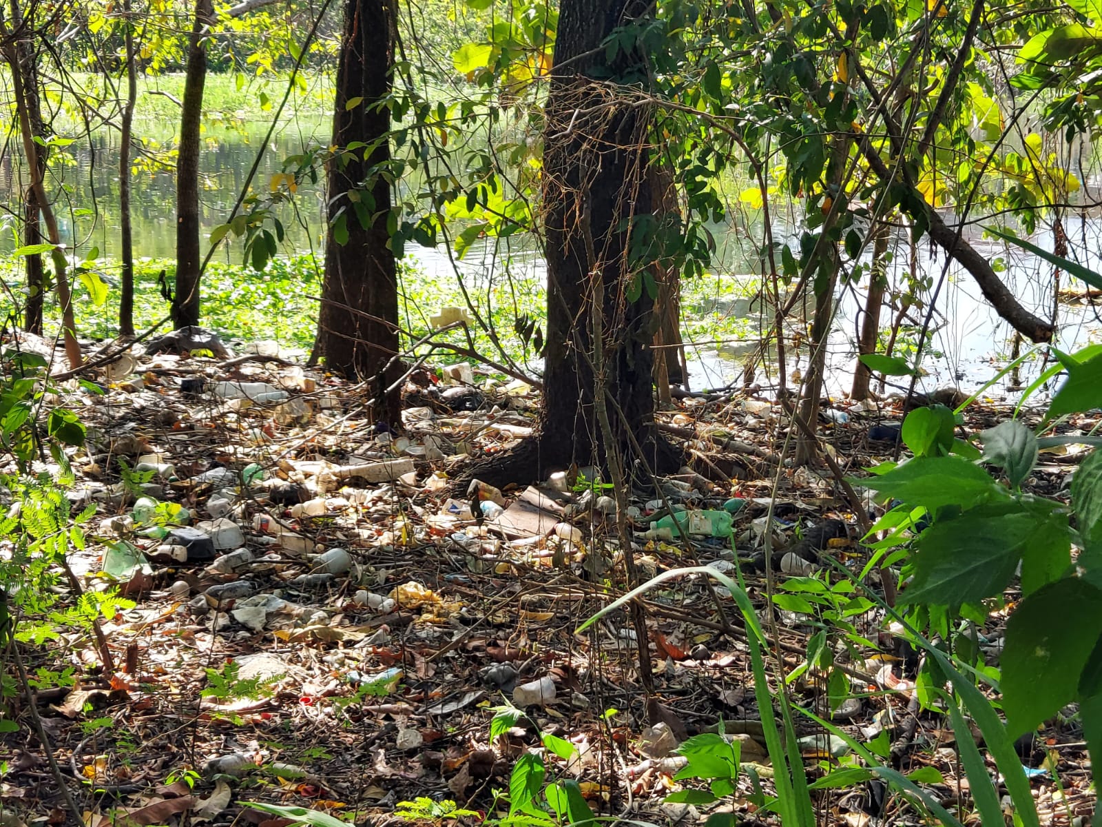 Restos mortais são encontrados nas margens de igarapé em Manaus