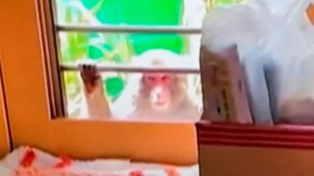 Moradores de cidade pedem tranquilizantes à polícia após ‘gangue’ de macacos morder 42 pessoas