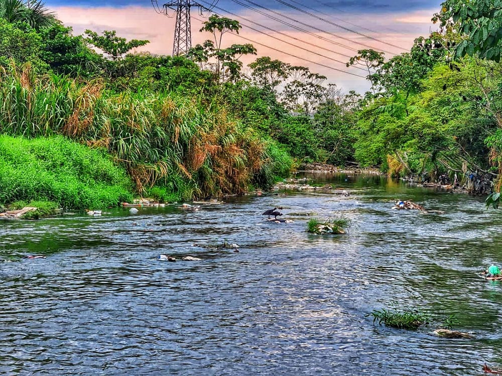 Corpo sendo consumido por urubus é encontrado em igarapé de Manaus