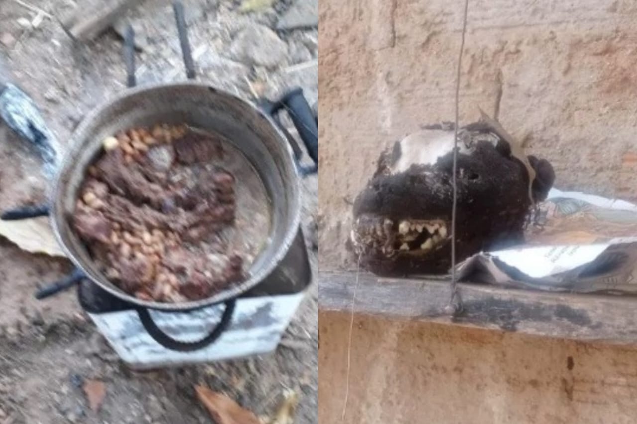 Preso homem que matava e cozinhava gatos e cachorros para comer 