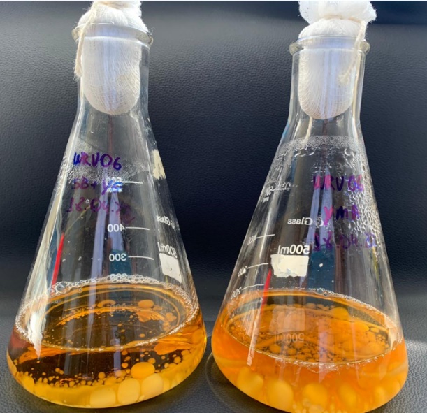 Pesquisa identifica extratos de espécie amazônica de cogumelo para auxiliar sistema cardiovascular