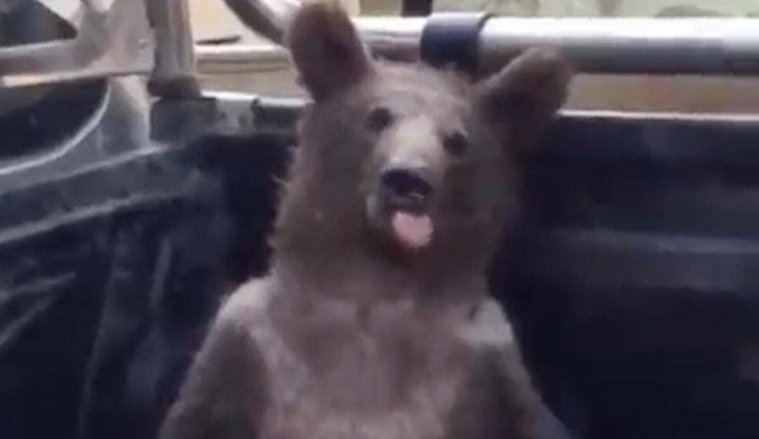 Urso é resgatado após comer 'mel louco' alucinógeno e ficar desorientado; vídeo