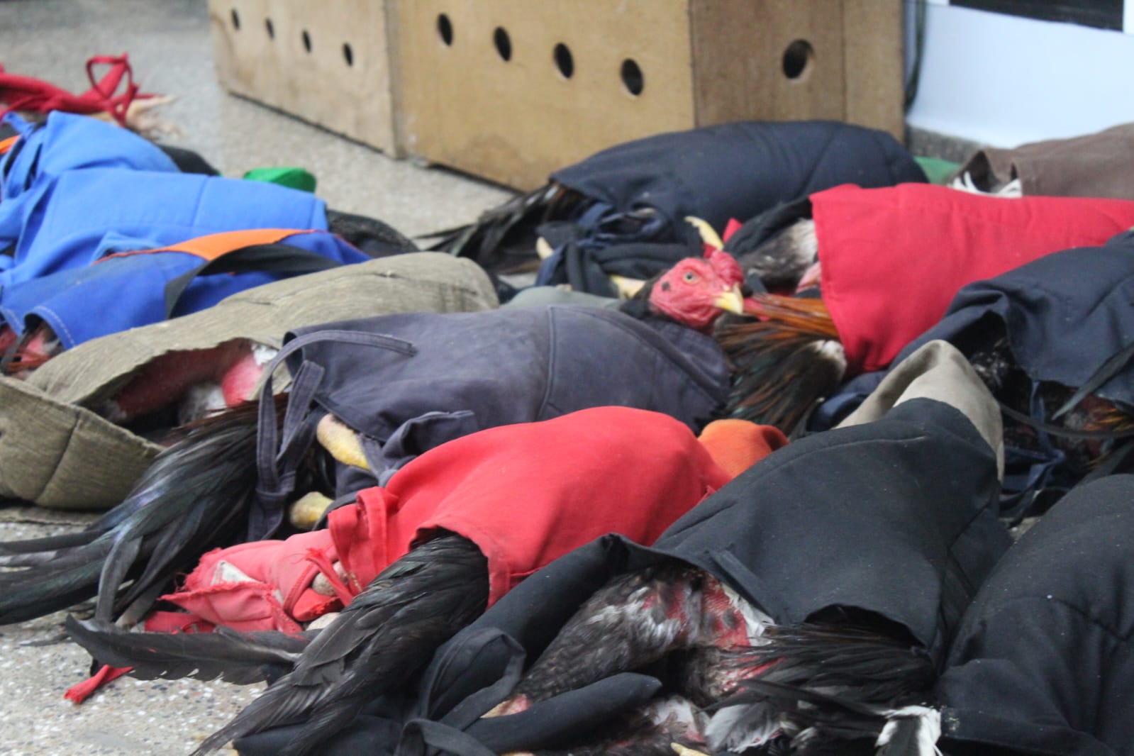 Rinha com mais de 100 galos é encerrada e 25 envolvidos são detidos em Manaus