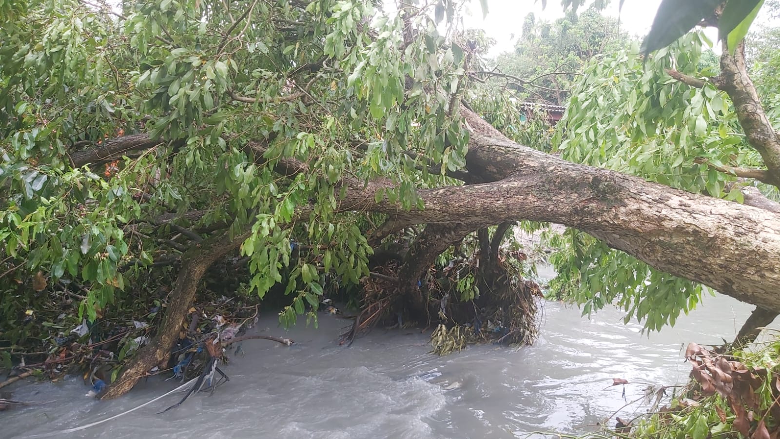 Chuva desta segunda causou tombamentos de árvores e desabamentos de muros em Manaus