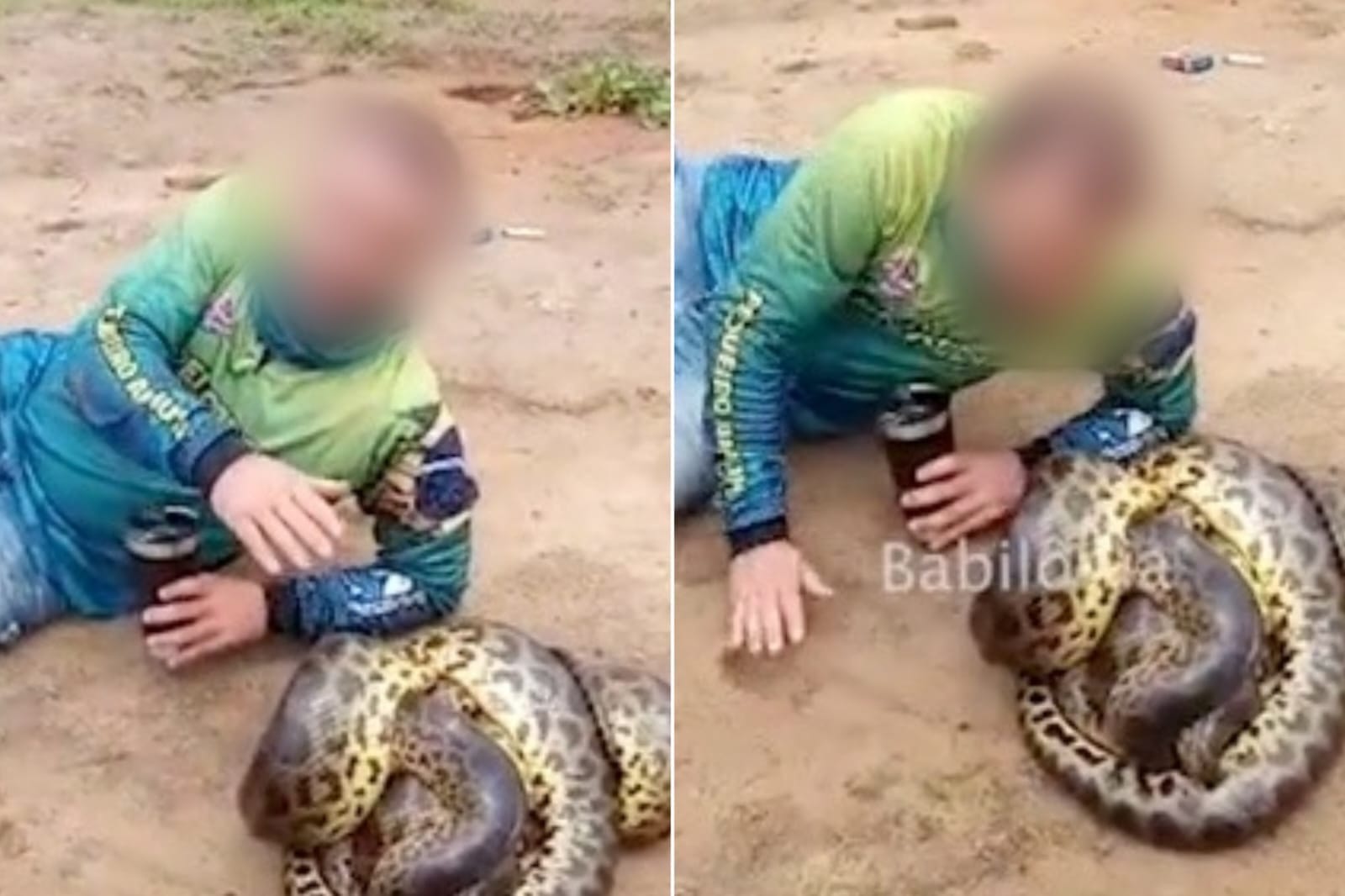 Pescador grava vídeo beijando sucuris durante acasalamento; vídeo