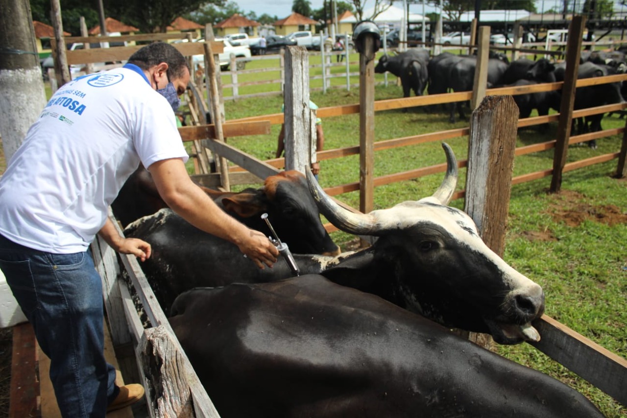 Vacinação contra febre aftosa começa em 8 cidades do Amazonas