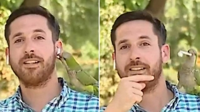 Pássaro ‘rouba’ fone de repórter ao vivo; vídeo