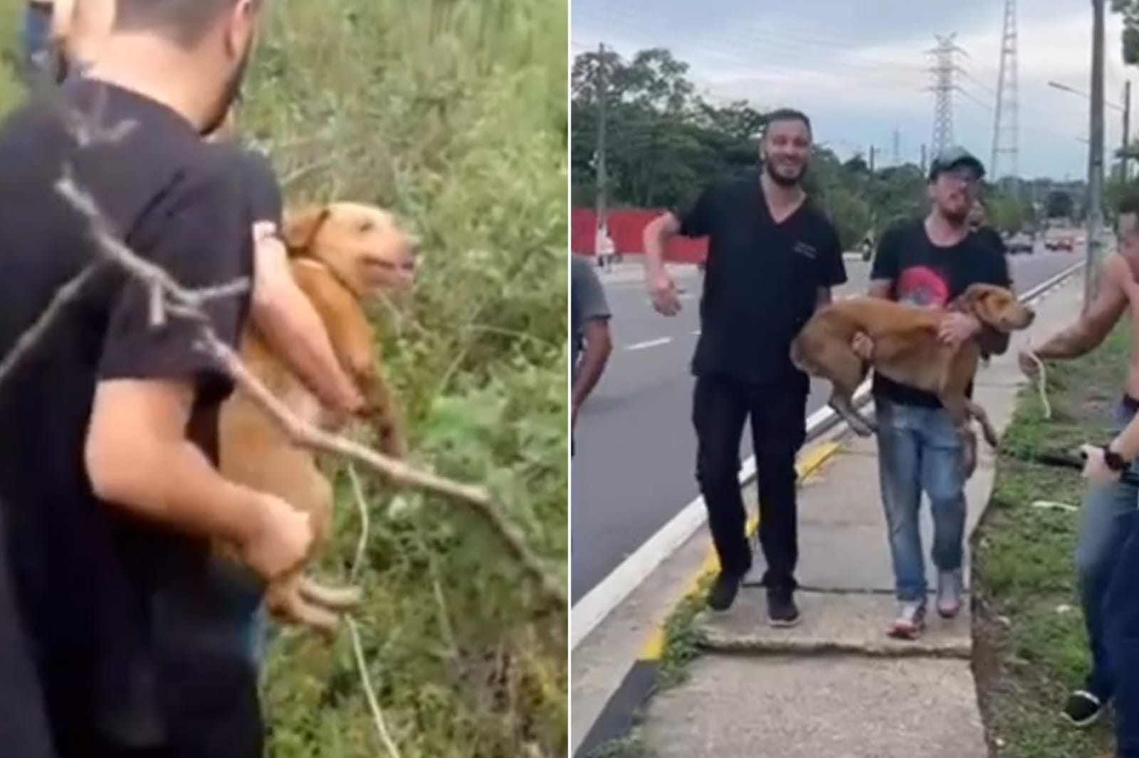 Cadela 'Mel' que fugiu de clínica veterinária é encontrada em Manaus 