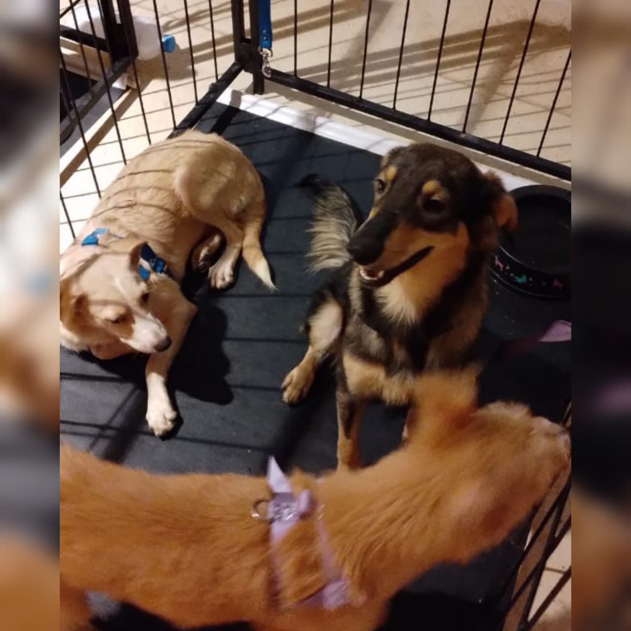 Especialista alerta sobre prejuízos de fogos para a saúde dos animais