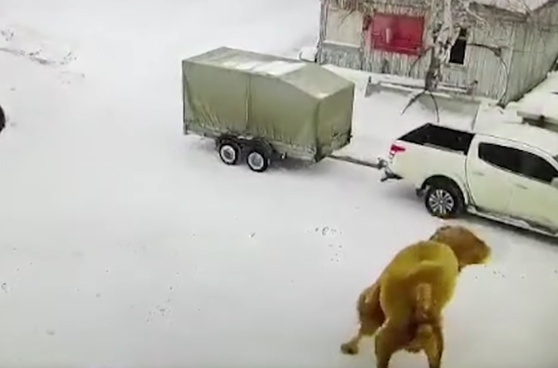 Cenas Fortes: Homem dá soco em camelo e é pisoteado até a morte em parque infantil; vídeo