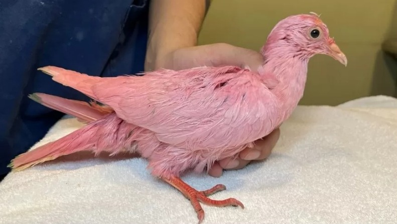 Pombo desnutrido e pintado de rosa é resgatado após ser usado em chá revelação