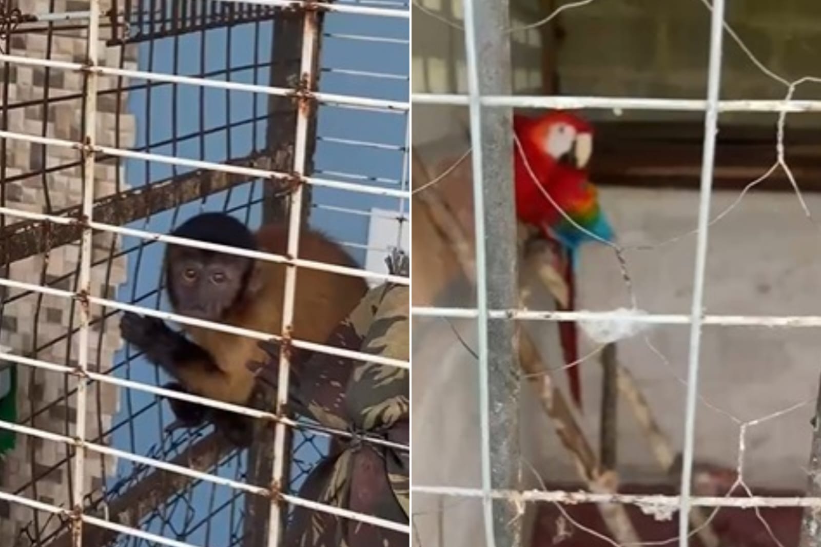 Mulher é presa por manter macaco e araras vermelhas em cativeiro em Manaus