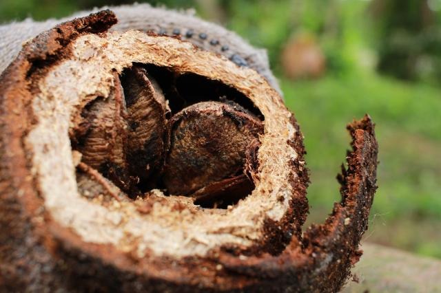 Apesar de movimentar R$ 2,3 milhões por ano, produtores da castanha-da-amazônia têm ganho reduzido