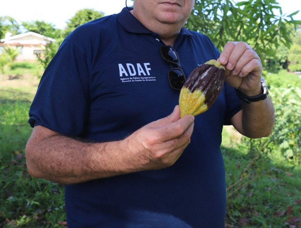 Amazonas recebe apoio da Marinha e do Exército contra praga que ataca cacau e cupuaçu