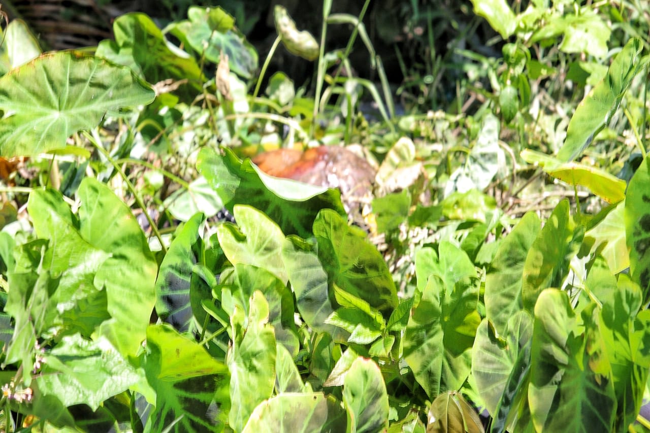 Corpo de homem é encontrado na Zona Leste de Manaus