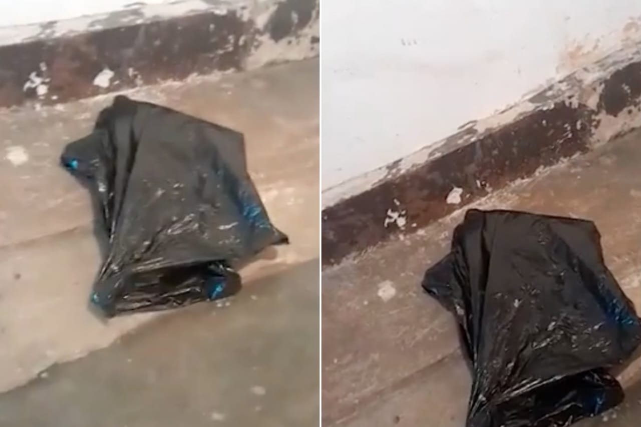 Poodle de 6 anos é levado para fazer tosa e volta para casa morto em saco de lixo