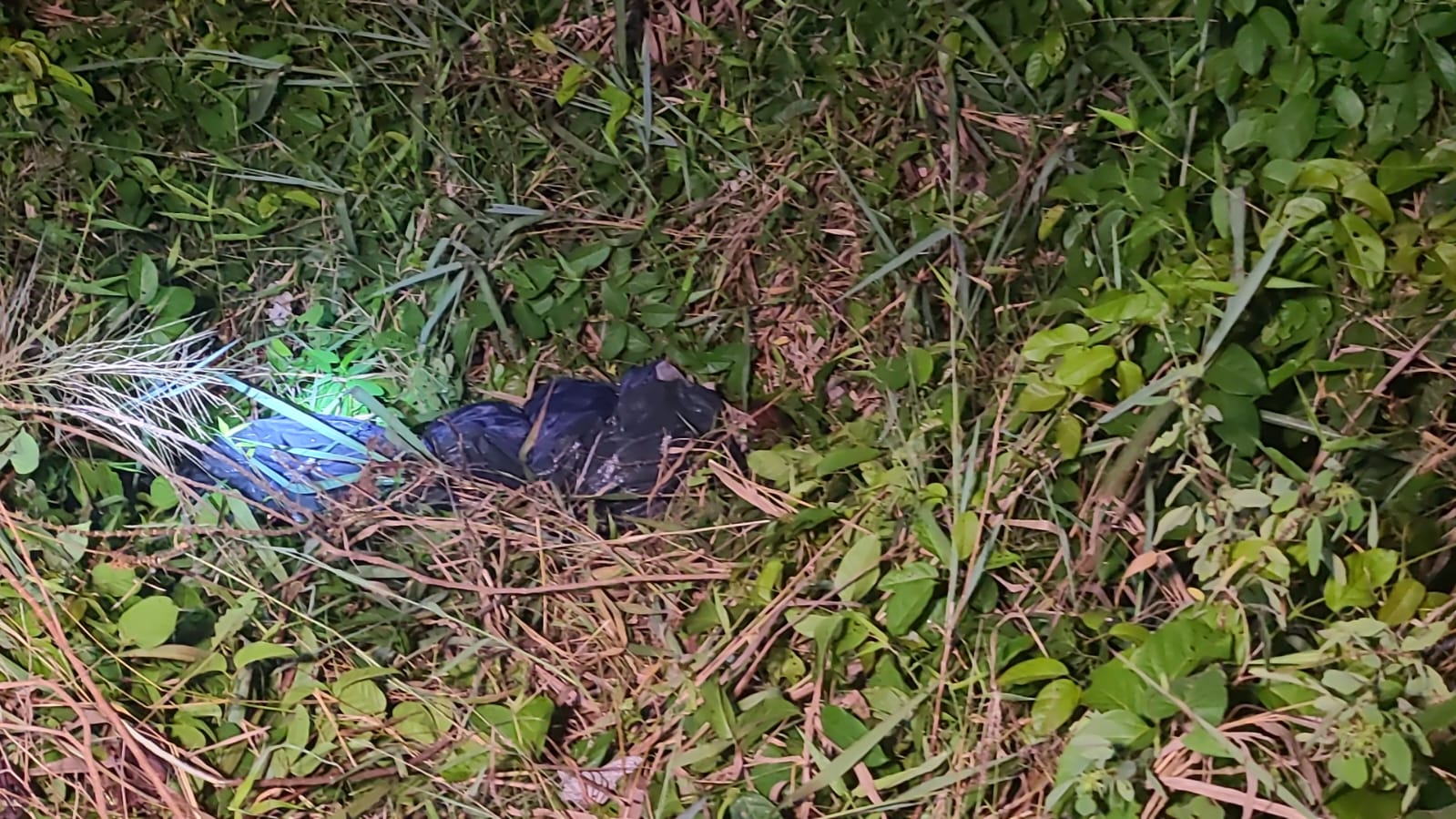 Enrolado em lona, corpo é encontrado em área de mata na AM-070