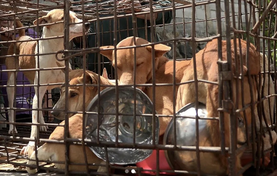 Venda de carne de gato e cachorro passa a ser proibida em cidade da Indonésia