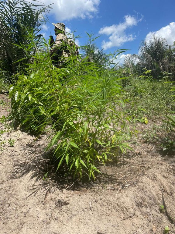 PF destrói 40 mil pés de maconha em área indígena no Pará