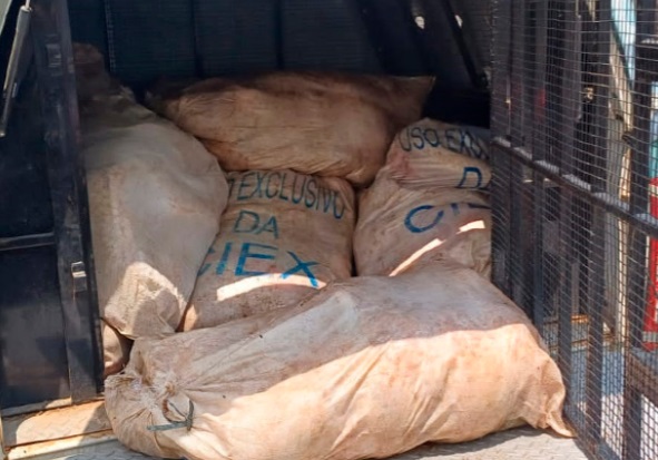 Pesca ilegal: Homem é preso com 680kg de pirarucu no Porto de Manaus