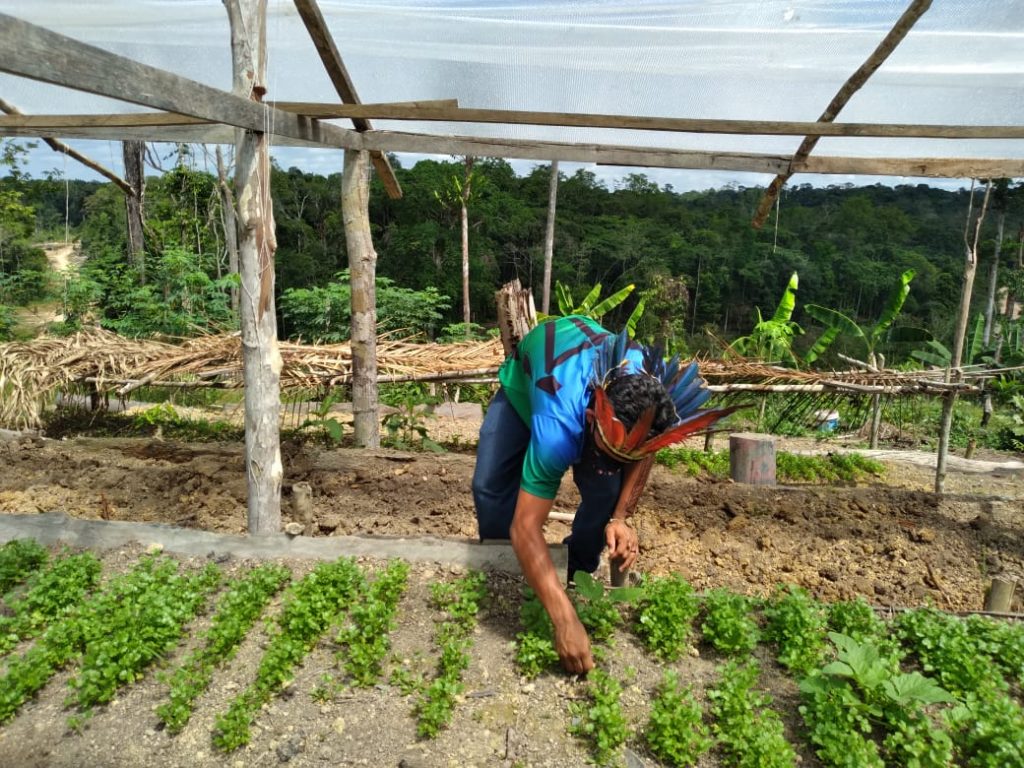 Agricultores indígenas são convocados para fornecer alimentos às escolas do Amazonas