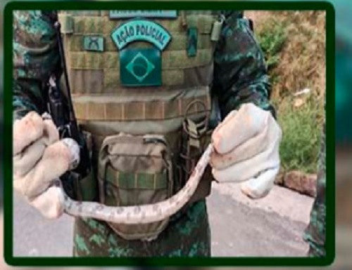 Jiboia é encontrada dentro de carro em Manaus