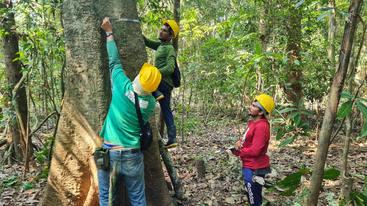 Amazonas reduz em 77% exploração ilegal de madeira e aumenta manejo madeireiro em 91%