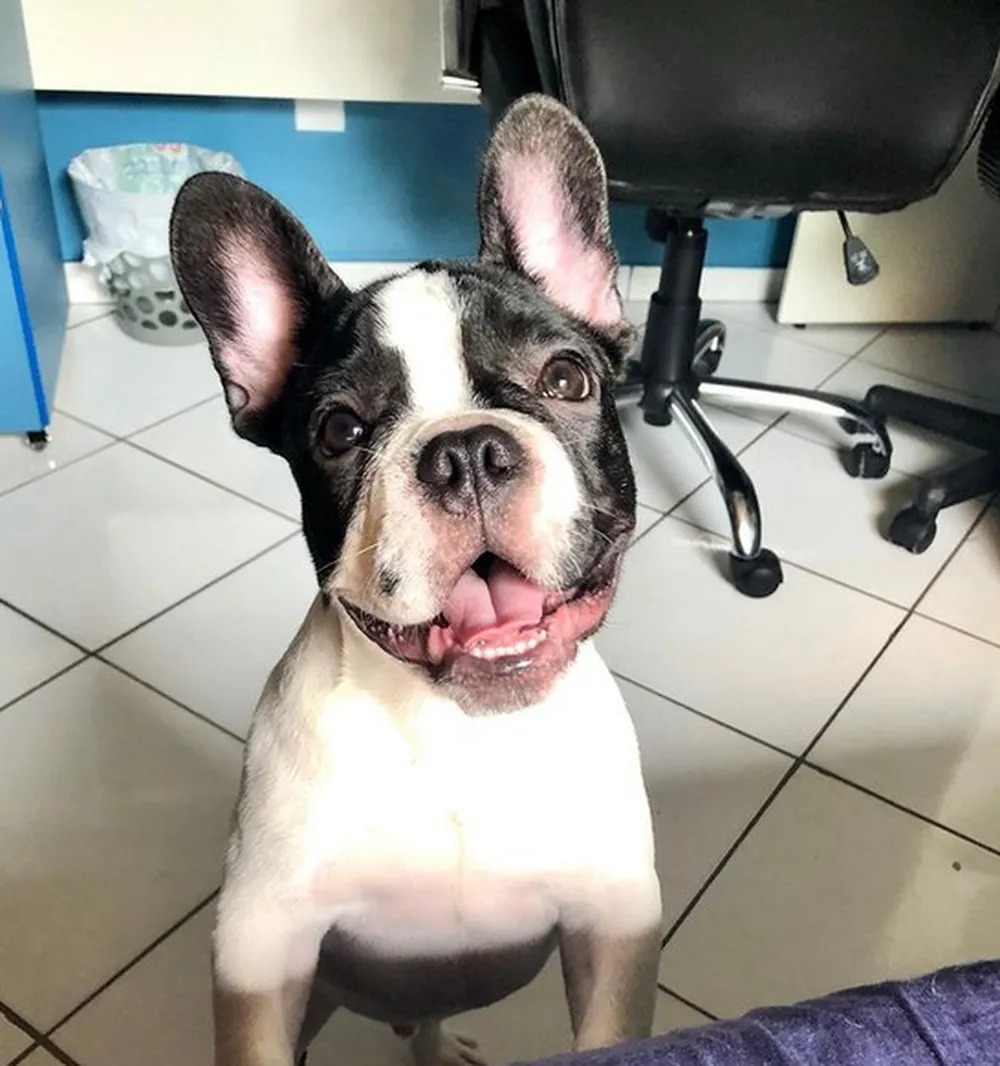 Empresa é condenada por morte de cachorro durante viagem de Manaus a Boa Vista