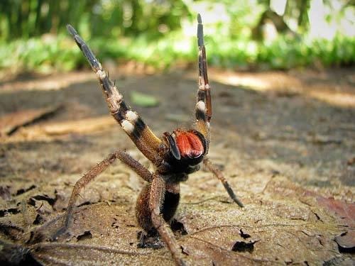 Aranha brasileira que causa ereção faz mercado ser fechado na Áustria