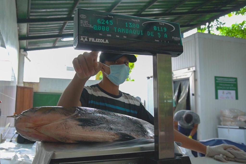 Feira do tambaqui tem pescado a partir de R$ 10 neste fim de semana em Manaus