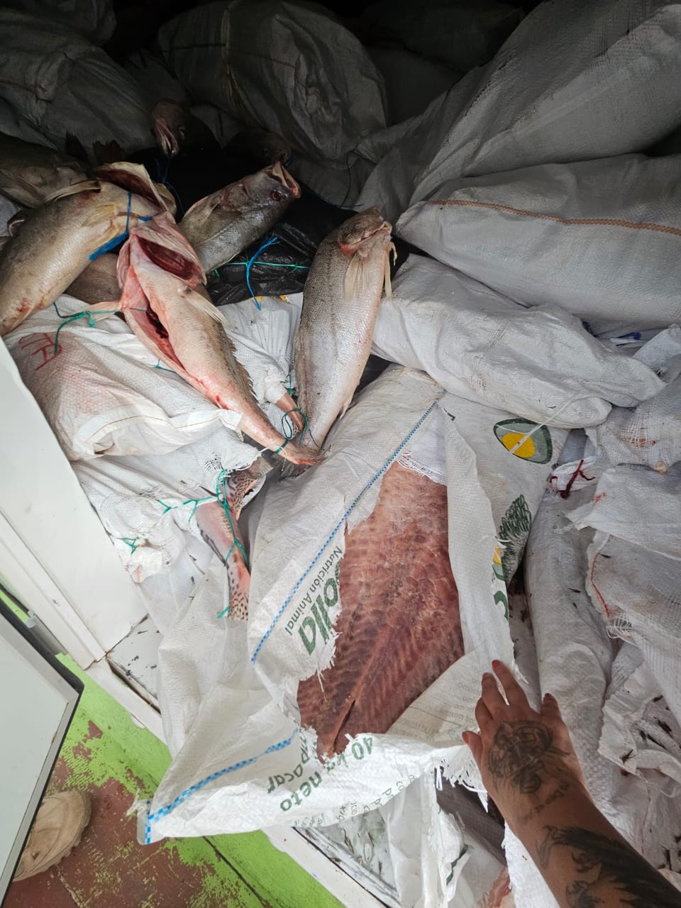 PF prende homem com meia tonelada de peixe ilegal no Amazonas