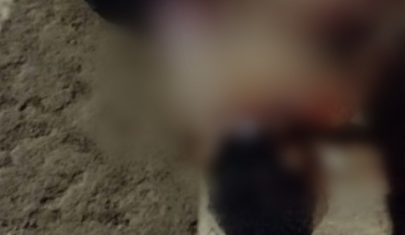 Jovem é assassinado com múltiplas facadas no interior do Amazonas