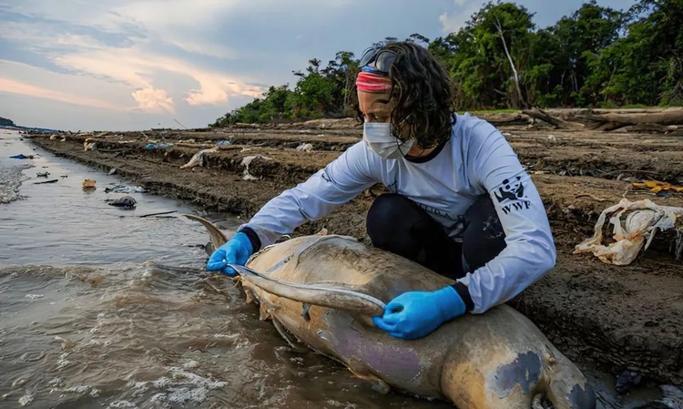 Seca severa ameaça vida de botos no Lago Tefé no Amazonas
