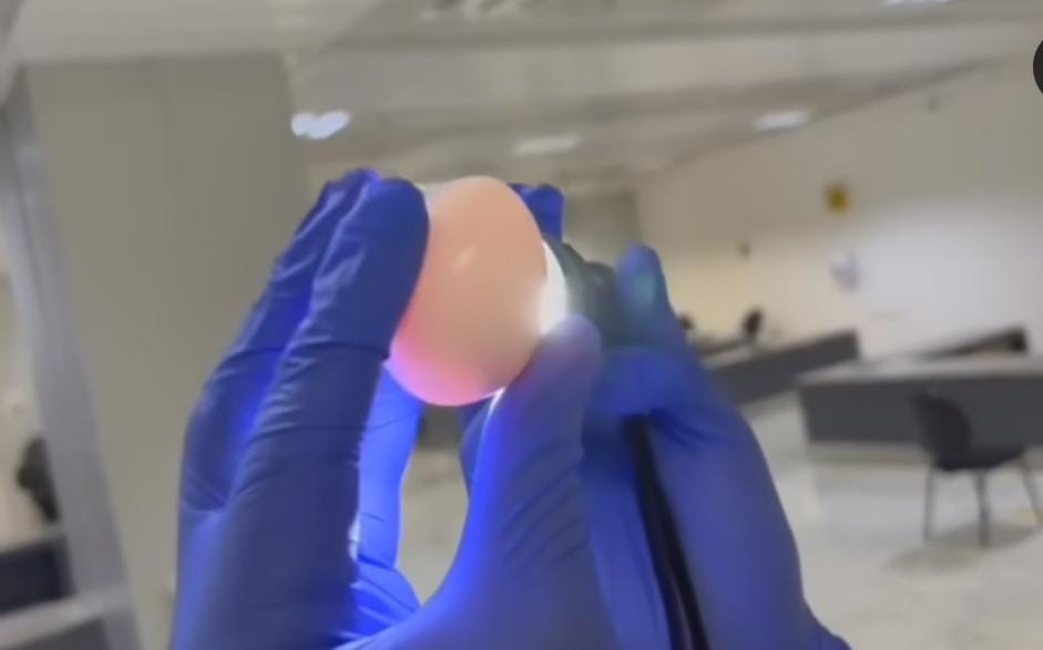 Ibama apreende 60 ovos de aves silvestres em bolsa de turista chinês; multa é de R$300 mil