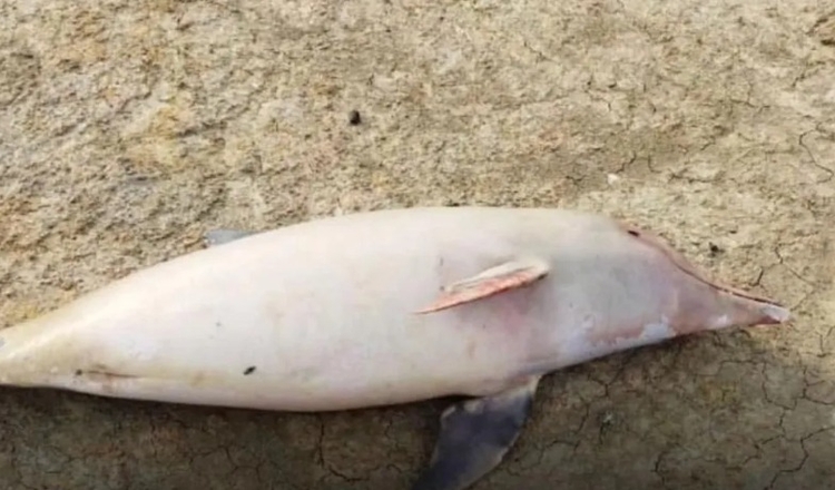 Sobe para 98 número de botos mortos encontrados em Coari, no Amazonas 