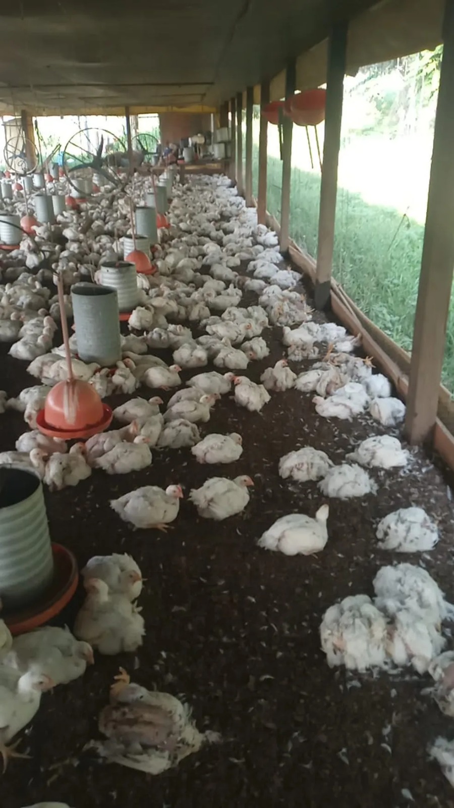 Mais de mil frangos morrem por causa de calor intenso