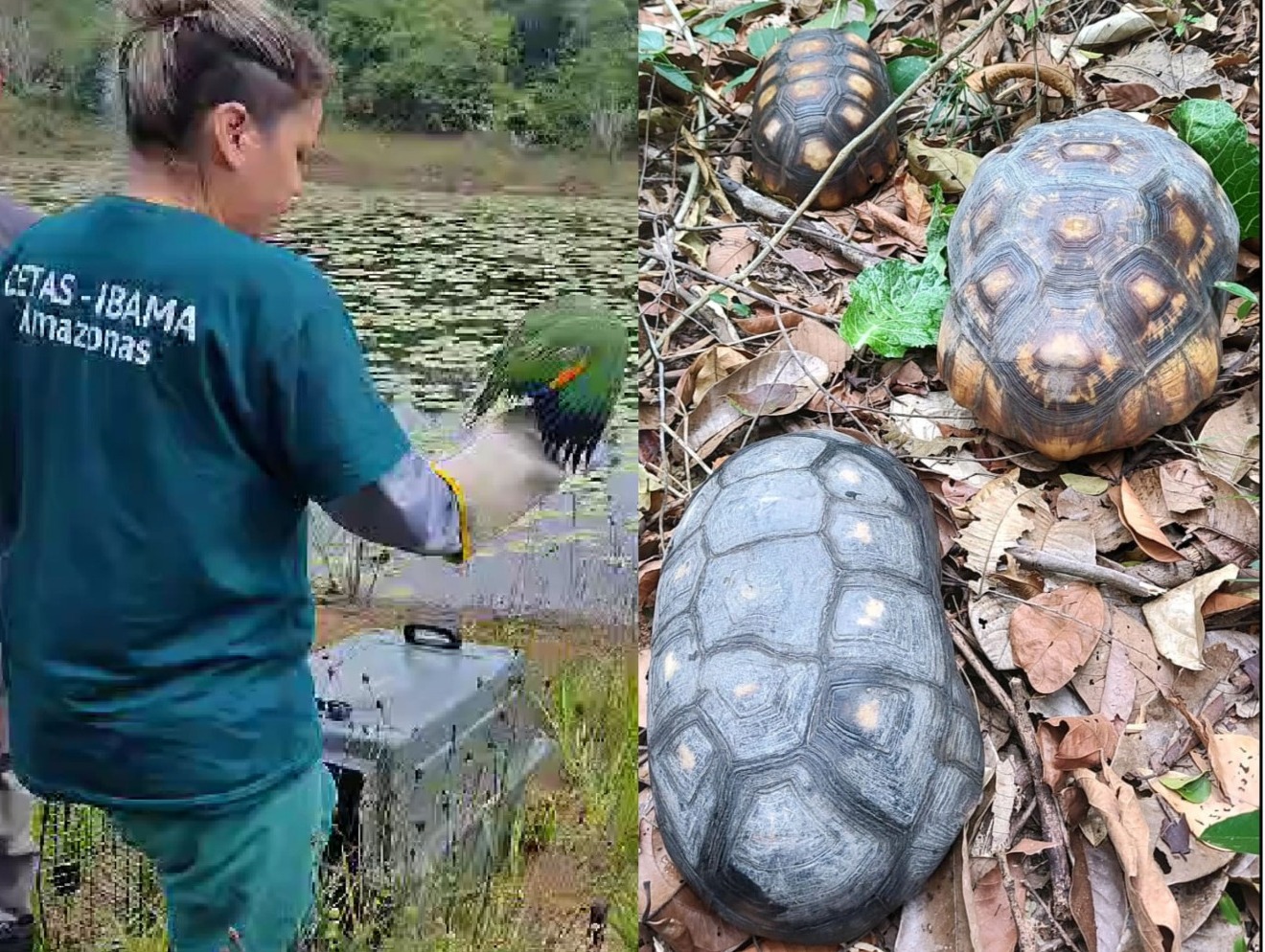 Ibama devolve pássaros e quelônios ao habitat no Amazonas